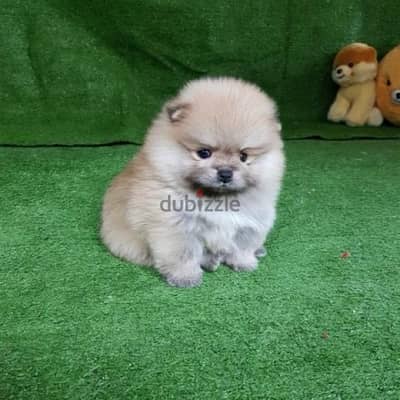 Male Pom puppy for sale