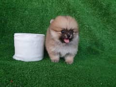 Trained Pom puppy for sale