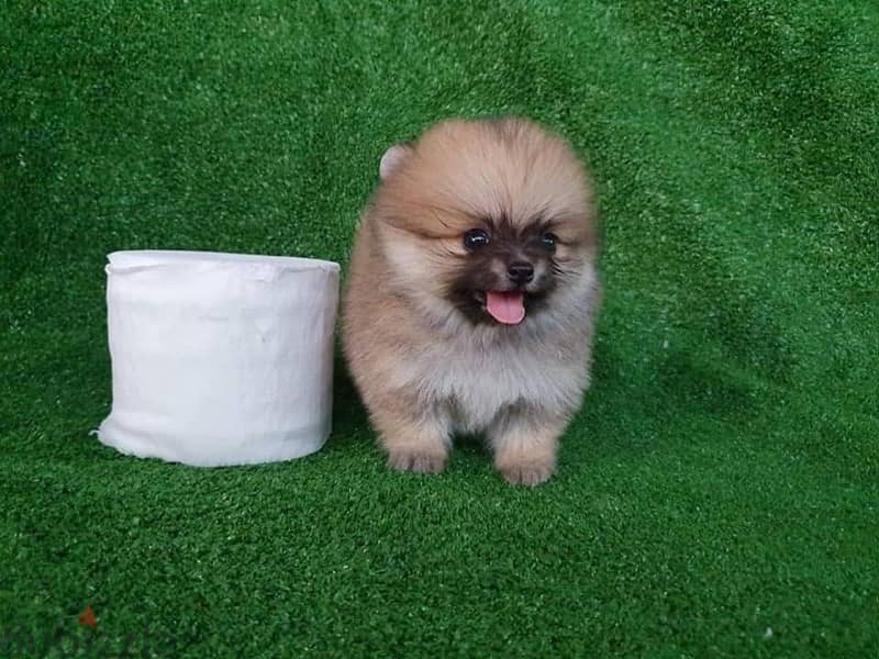 Trained Pom puppy for sale 0