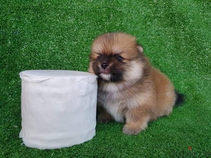 Trained Pom puppy for sale 1