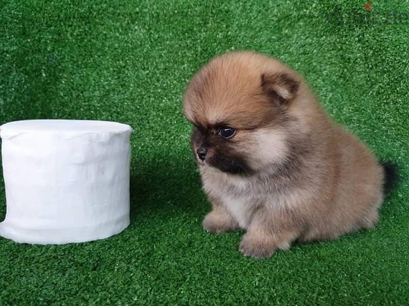 Trained Pom puppy for sale 2