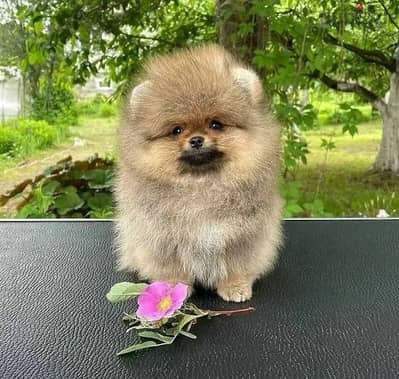 Male Pom puppy for sale