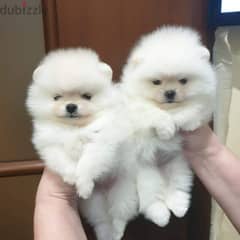 Male & Female Pom for sale