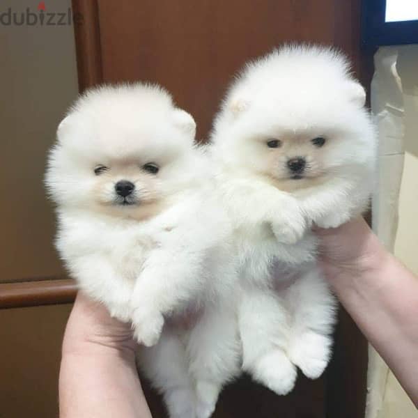 Male & Female Pom for sale 0