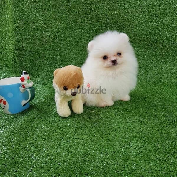 Pom puppy for sale .   WhatsApp me . +1 (908) 768‑4279 2