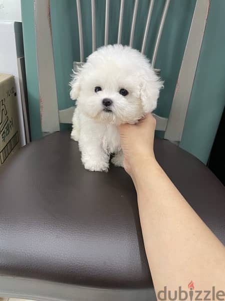 White PooDle puppy for sale 0