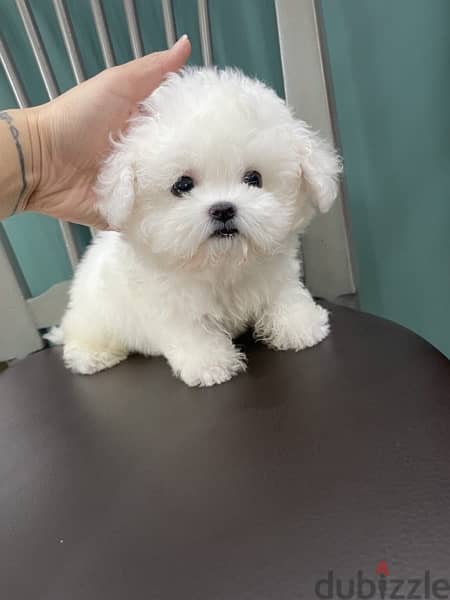 White PooDle puppy for sale 1