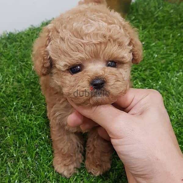 Trained PooDle pup for sale 1