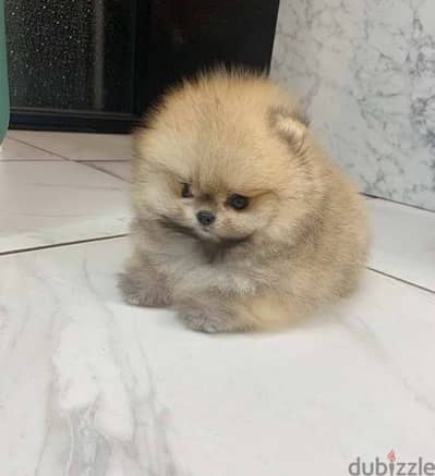 Playful  Pom puppy for sale