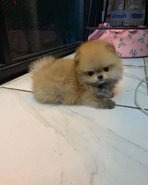 Playful  Pom puppy for sale 1