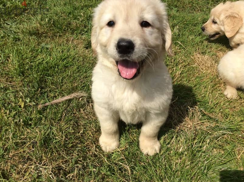 Whatsapp Me +972555074990 Golden Retriever Puppies 1