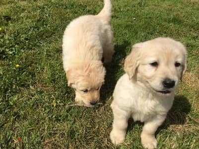 Whatsapp Me +972555074990 Golden Retriever Puppies