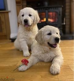 Whatsapp Me (+972 55507 4990) Golden Retriever Puppies 0