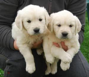 Whatsapp Me (+972 55507 4990) Golden Retriever Puppies 1