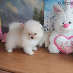 Pome_ranian Puppies 0