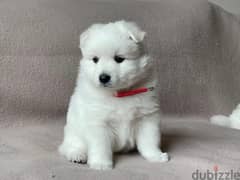 Japanesse Spitz Puppy