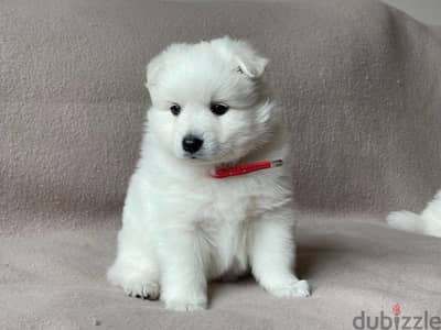 Japanesse Spitz Puppy