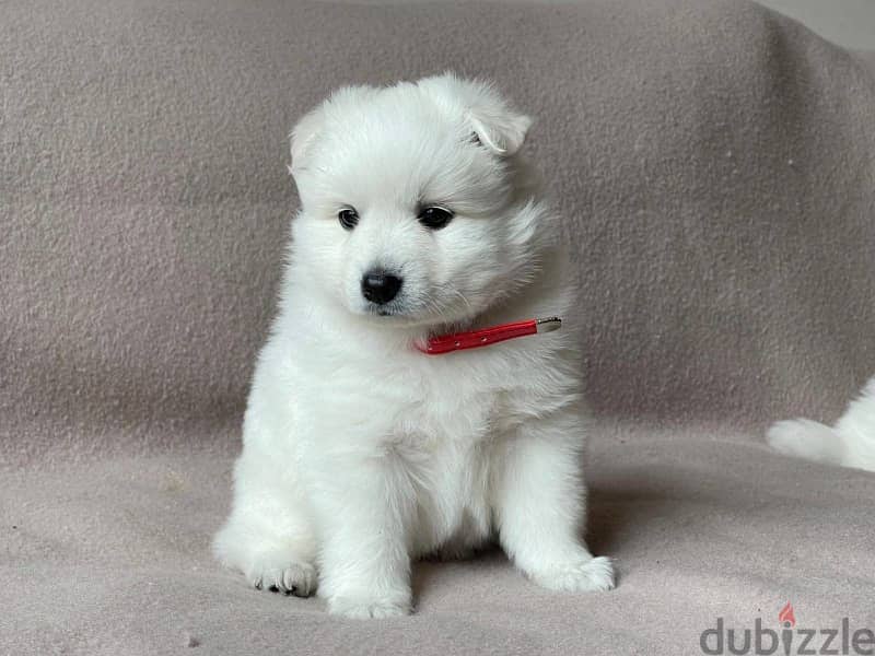 Japanesse Spitz Puppy 0