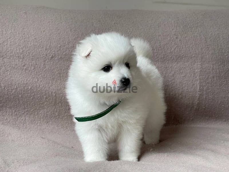 Japanesse Spitz Puppy 1