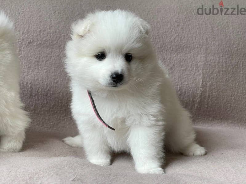 Japanesse Spitz Puppy 2