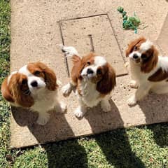 The Cavalier King Charles Spaniel 0