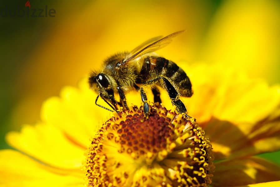 organic Bee pollen 2