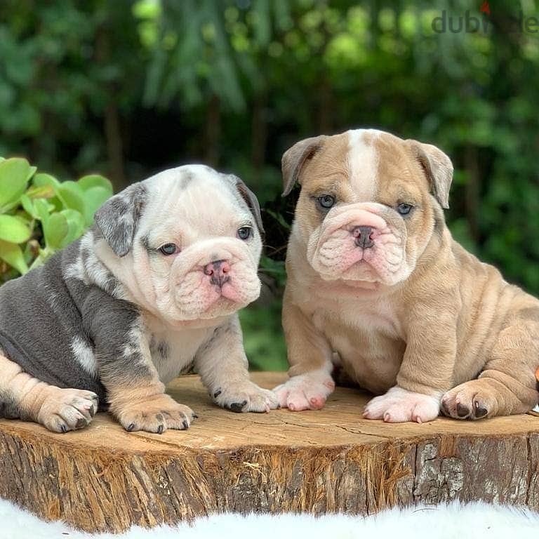 English Bulldog Puppies 1