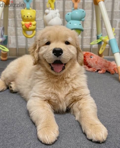 Golden retriever  puppy 0