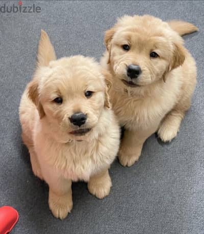 Male & female Golden retriever