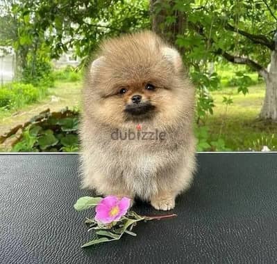 Cream male Poms for sale . . WHATSAPP +1 (484)718‑9164‬