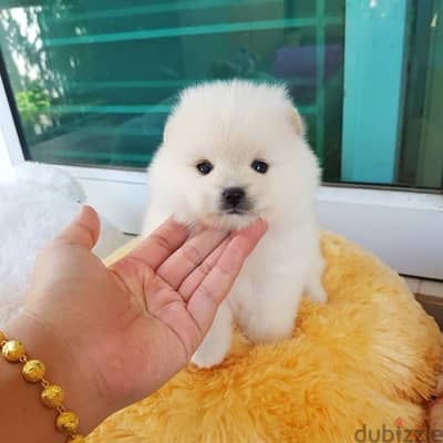 Trained pom puppy . WHATSAPP +1 (484)718‑9164‬