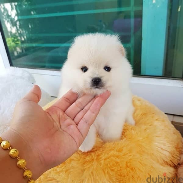 Trained pom puppy . WHATSAPP +1 (484)718‑9164‬ 0