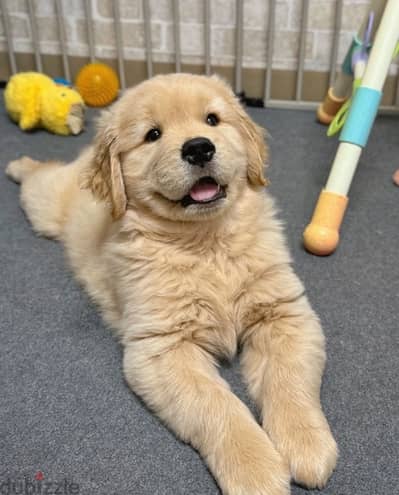 Male Golden puppy . . WHATSAPP +1 (484)718‑9164‬