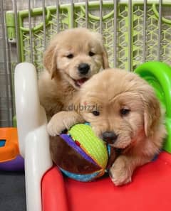 Male & Female Golden puppy