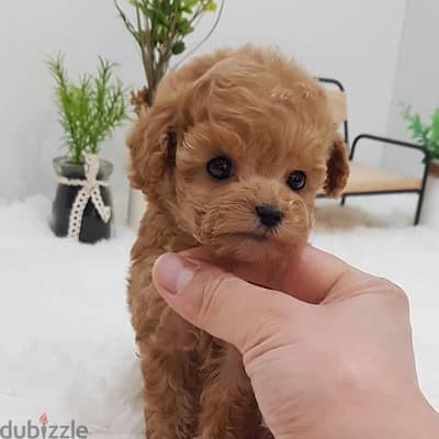 Female PooDle for sale