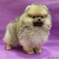 Cream male pom puppy 0