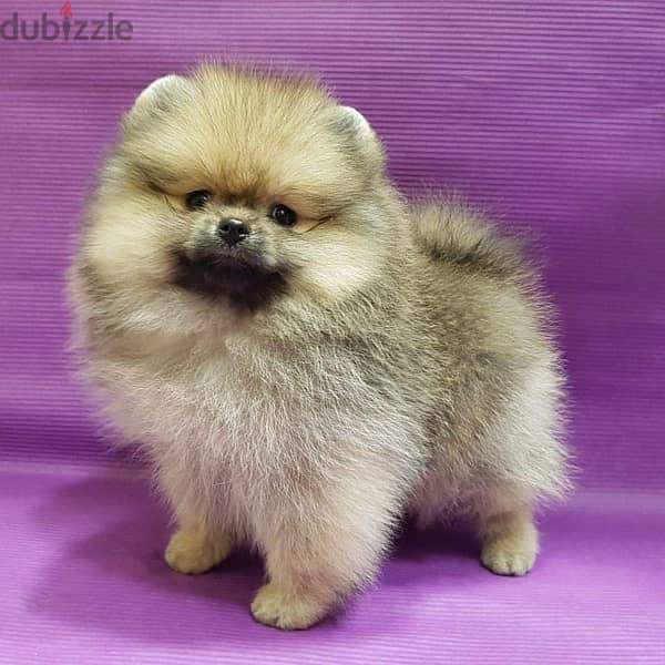 Cream male pom puppy 1