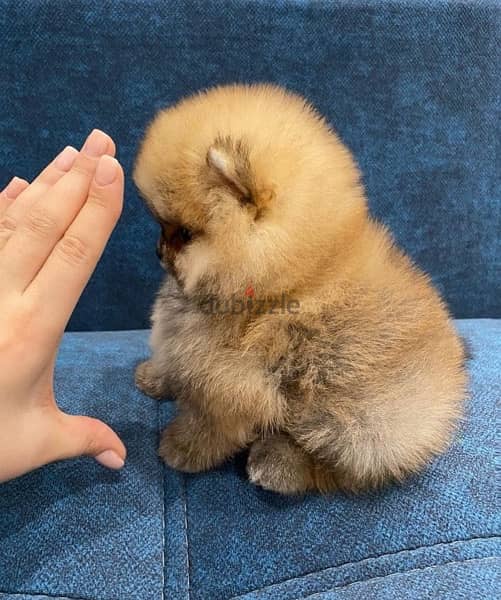 Male pom puppy for sale . . WHATSAPP +1 (484)718‑9164‬ 1