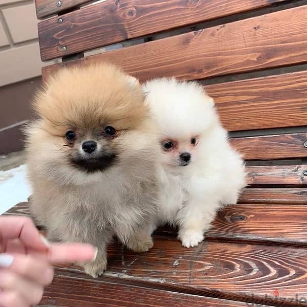 Cream & White pom for sale 2