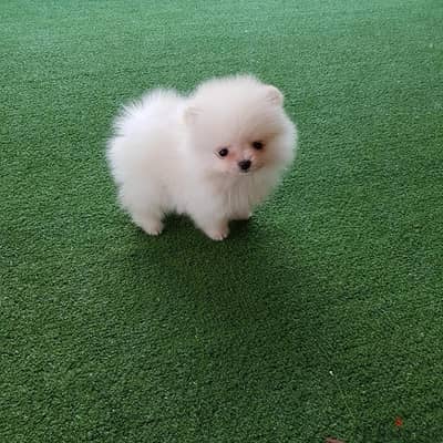 White Trained pom for sale