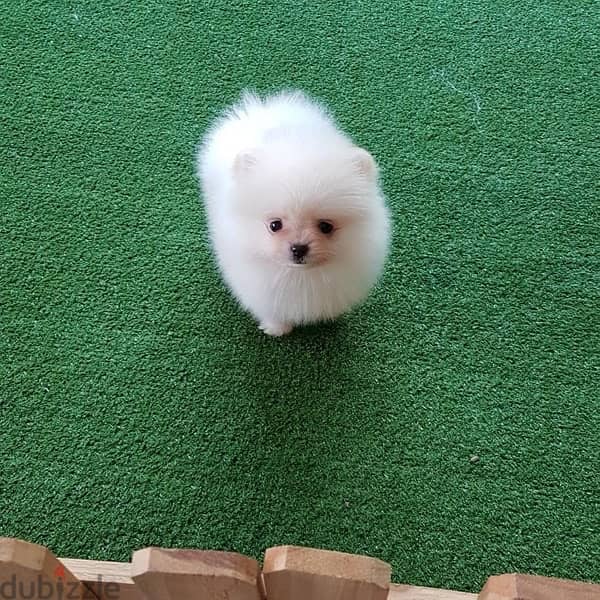 White Trained pom for sale 1