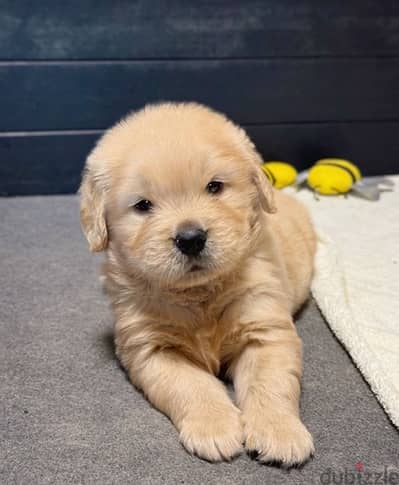 Golden puppy for sale . . WHATSAPP +1 (484)718‑9164‬