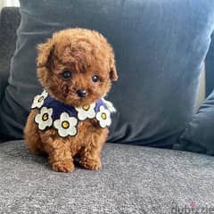 Mini PooDle puppy . . WHATSAPP +1 (484)718‑9164‬ 0