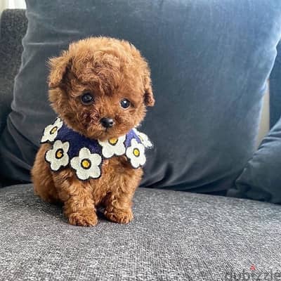 Mini PooDle puppy . . WhatsApp me ‪ +1 (484) 718‑9164‬