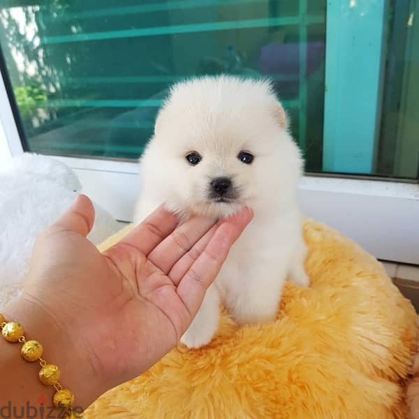 White Pom puppy for sale 0