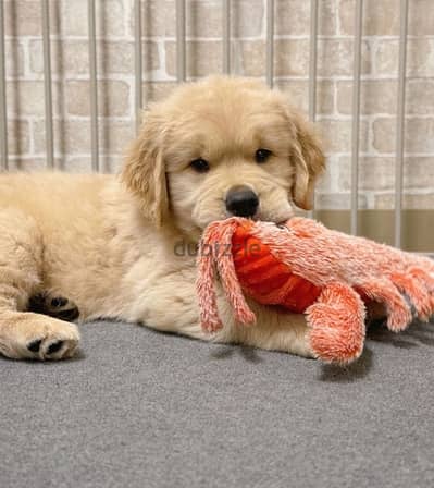 Male Golden puppy for sale