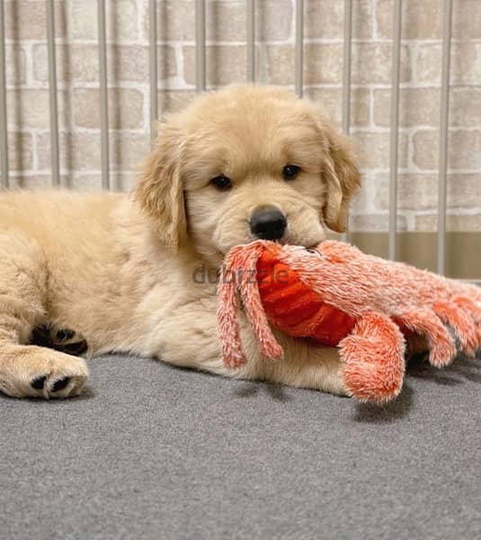 Male Golden puppy for sale 0