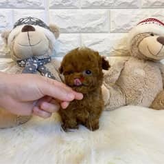 Mini Female PooDle  puppy