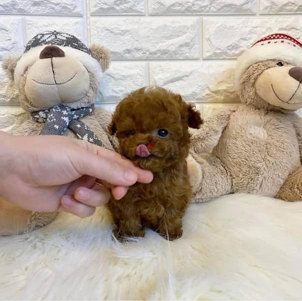 Mini Female PooDle  puppy 0