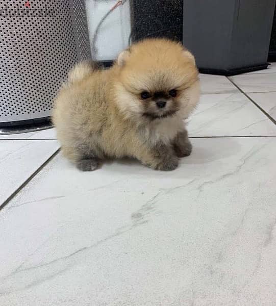 Mini male Pom puppy . WHATSAPP +1 (484)718‑9164‬ 1